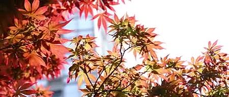 秋日午后森林植物阳光唯美合集mov4K视频素材